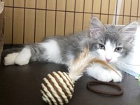 ベビーのころ、おもちゃで遊ぶ直哉くん（画像提供：直哉さん）