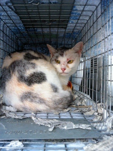 2014年9月19日。大熊町で保護できた「みぃちゃん」