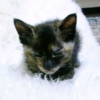 子猫時代、香箱座りをしながら眠るココアさん（画像提供：ココアさんパパさん）