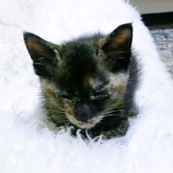 子猫時代、香箱座りをしながら眠るココアさん（画像提供：ココアさんパパさん）