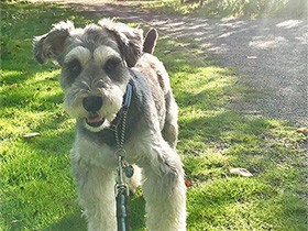 朝の光を浴びていい雰囲気の一枚　シュナウザーの「コナン」