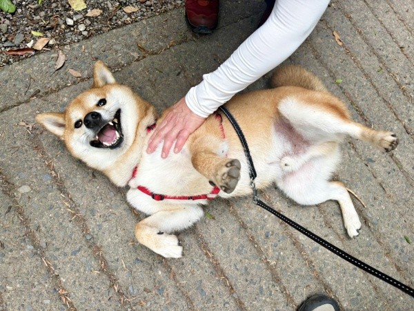 登山中もゴロン！ 撫でてもらって嬉しそうな岳くん（画像提供：岳 柴犬さん）