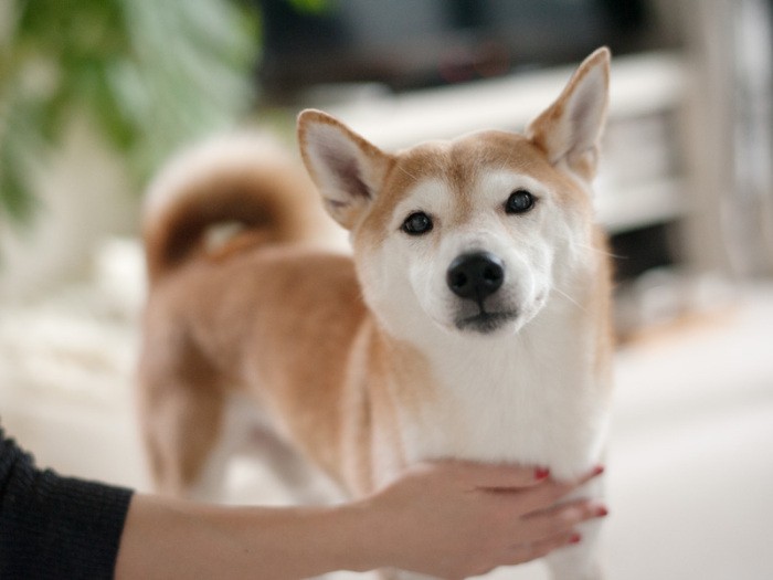 「ママ、この人たちだれ？僕が守ってあげるよ」（小林写函撮影）