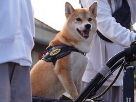 兄弟そろっておいしそうな名前でしょ　お兄ちゃん犬ちくわにすぐ懐いた柴犬「つくね」