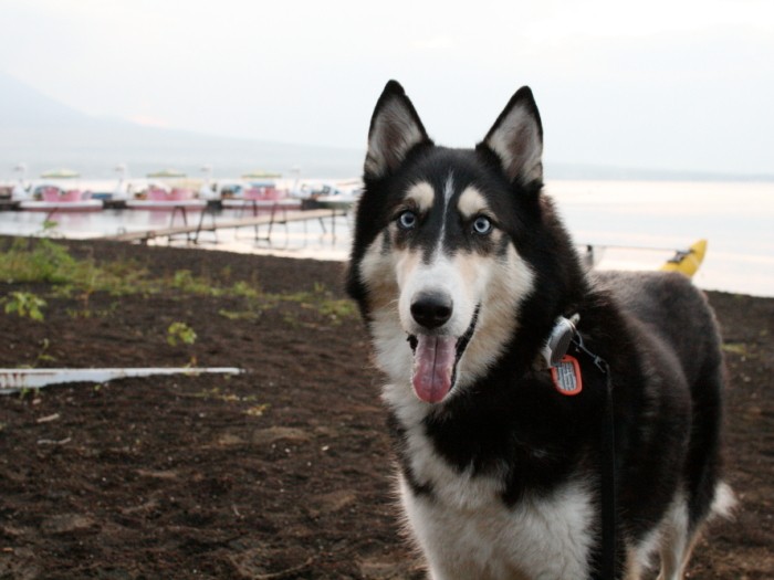 若かりし頃の富士丸と山中湖にて