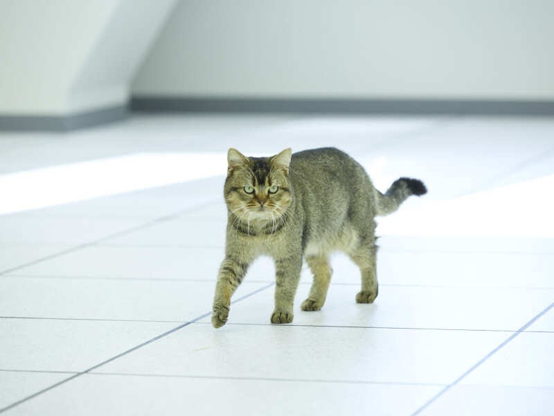 『夏への扉ーキミのいる未来へー』©2021 映画「夏への扉」製作委員会
