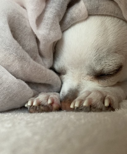 とにかく今は幸せです、すやすや（森廣さん提供）