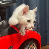 俺のベンツだぜ、乗ってかない？＝shiroi_shirasuさん提供