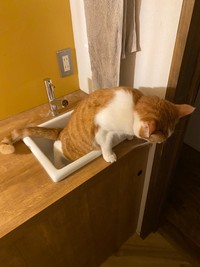 シンクで用を足す猫ちゃん（ムッシュさん提供）