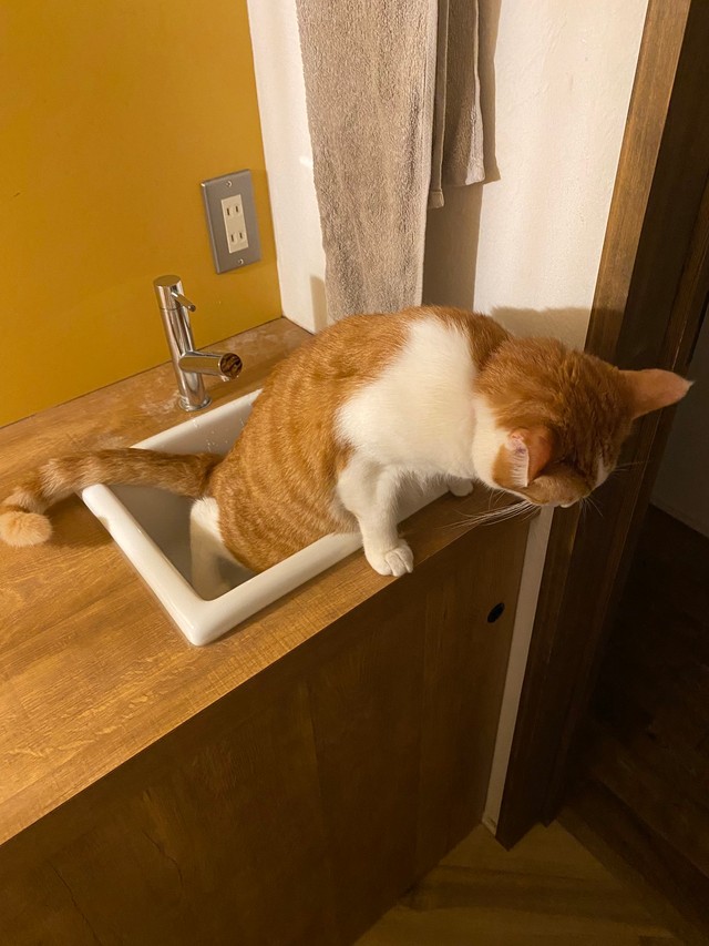 シンクで用を足す猫ちゃん（ムッシュさん提供）
