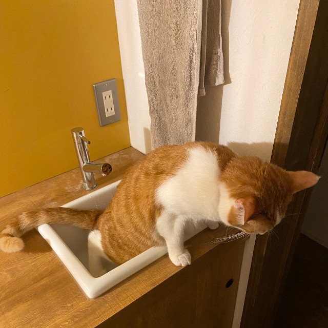 シンクで用を足す猫ちゃん（ムッシュさん提供）