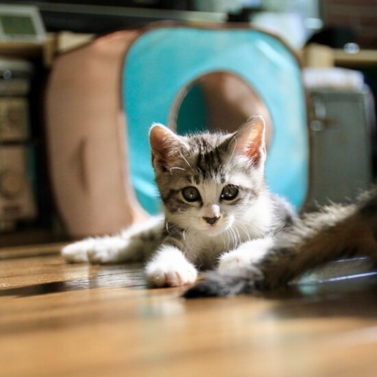 家にきたころの「バニ」

