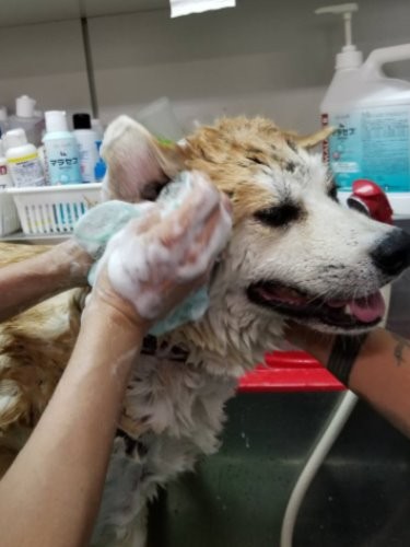 シャンプーしてもらっています（福島から来た初日）