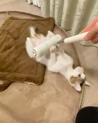 コロコロでマッサージしてもらうの大好き