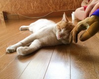 とっても人懐っこかったというちくわくん（ハナさん提供）