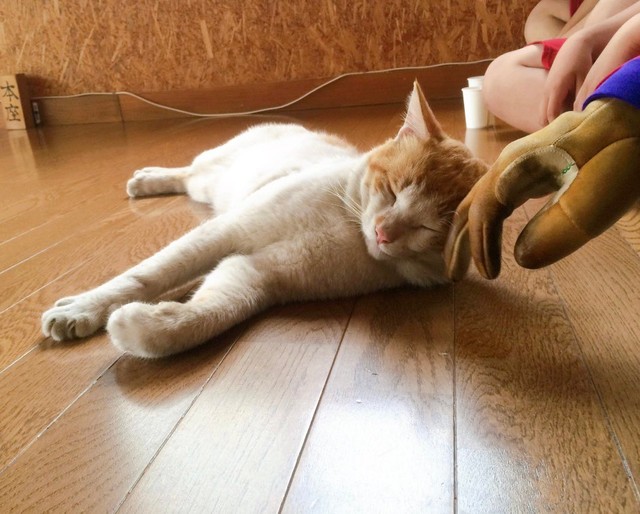 とっても人懐っこかったというちくわくん（ハナさん提供）