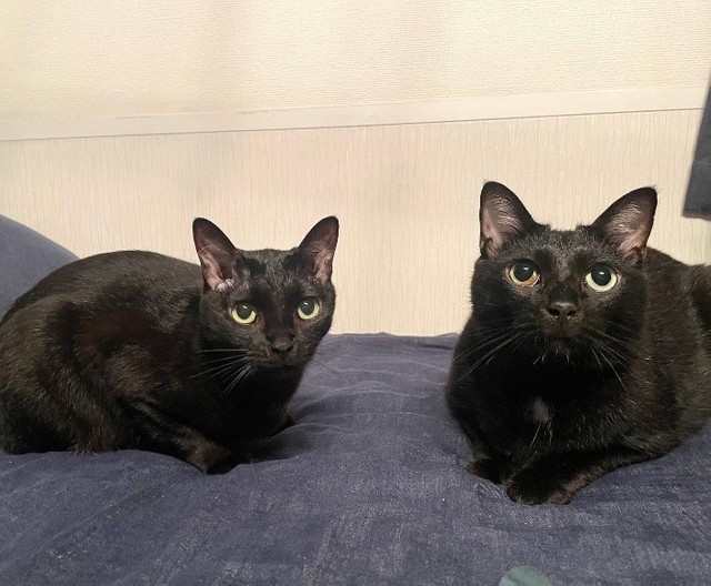 個性がしっかりある、うちの子たち