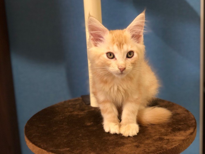 キャットタワーはまだ低い段しか登れないが、お気に入り