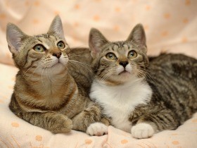 猫は好きですか？　空前のブームに冷めた声も