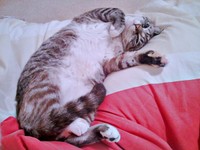 2012年10月、現在の被毛の色合いに近くなってきたルーチちゃん（画像提供：原田さん）