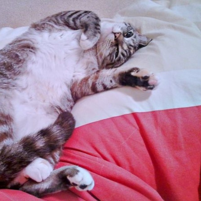 2012年10月、現在の被毛の色合いに近くなってきたルーチちゃん（画像提供：原田さん）