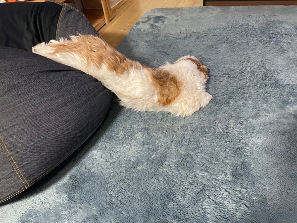 「とろけ寝」するコタロウくん（画像提供：コタロウだよさん）