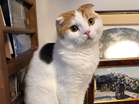 初めて見せた大ジャンプの記念にパチリ　スコティッシュ「メル」