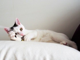 東京駅近くをさまよっていた子猫　「クスクス」と名付けられ、飼い主を笑わせる存在に