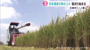 日本酒造りに使われる米の稲刈りが始まる　１１月には新酒　宮城・大崎市