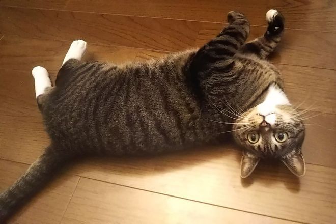 What artists and writers reveal about the pull cats have on us