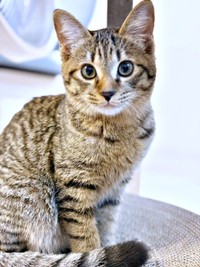 家猫初日のれんれんくん。整った顔立ちが素敵です（画像提供：キジあにゃさん）