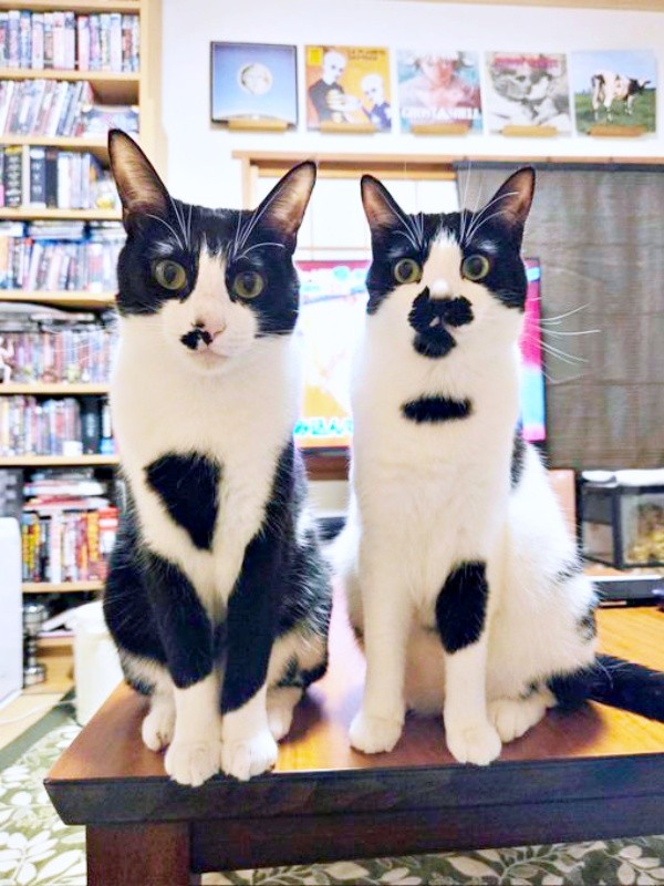 兄猫・ダダくん（左）と並ぶミアちゃん（画像提供：マグルの猫さん）