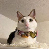 冷蔵庫の上は一番のお気に入り