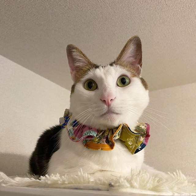 冷蔵庫の上は一番のお気に入り