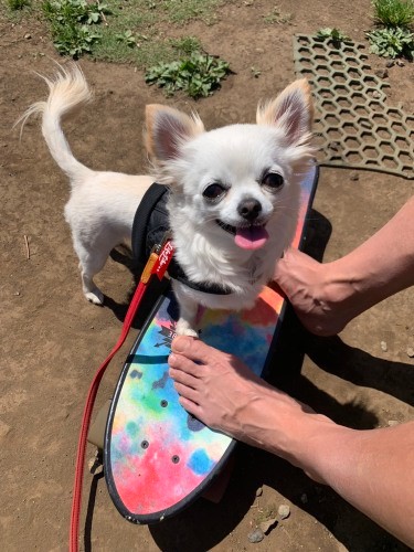 小さいのにスタミナがあって元気（リリカさん提供）