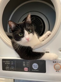 ポーズと目線が決まってる！「乗ってくかい？」（提供：つよいねこさん）