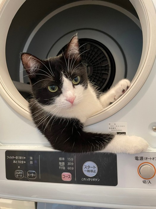 ポーズと目線が決まってる！「乗ってくかい？」（提供：つよいねこさん）