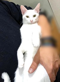 飼い主さんに抱っこされてくつろぐトーイちゃん（画像提供：安田武史さん）