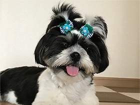 お手とおかわりすごく速いよ　シーズーの「タラ」