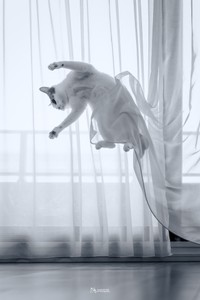 こちらは「カーテンの腰巻き」というひと言とともに投稿された写真（画像提供：小野一俊さん）