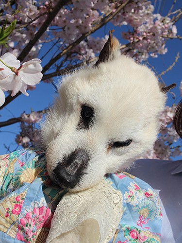 フラワープリントの洋服を着て、桜をバックに。「食べ物じゃないからかな、桜には興味なさそうでした（笑）」（上村さん提供）
