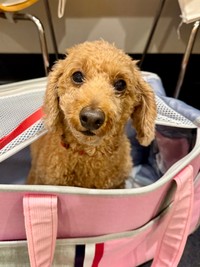 急に、一晩に10回以上おトイレに行くようになったトイプードルさん...お母さんは糖尿病になったのではないかと心配でたまりません。