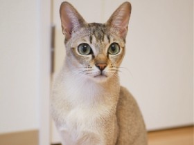 大きなグリーンの瞳にひとめぼれ　シンガプーラの「コロン」