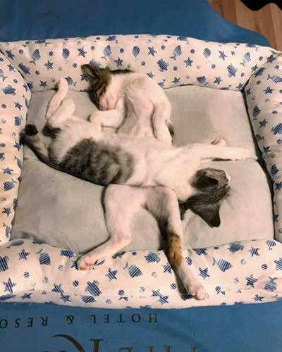 クロスして寝て