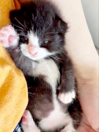 飼い主さんの腕の中でくつろぐめいちゃん（画像提供：奈神さん）