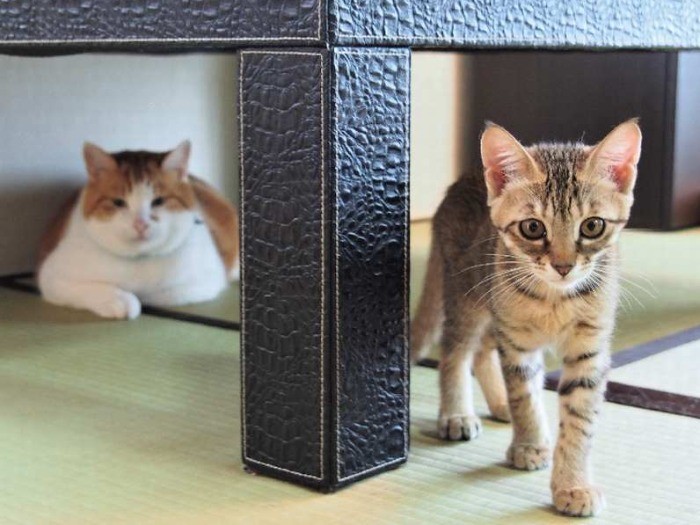 好奇心旺盛な子猫と、ビビりのちゃたお