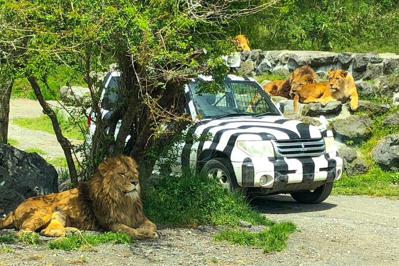 lion attack at safari park