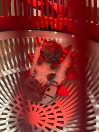 モンスターボール虫かごの中に「捕獲」されるウルガモス ※レイスさん提供