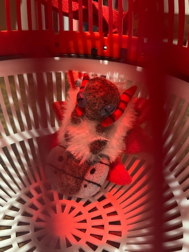 モンスターボール虫かごの中に「捕獲」されるウルガモス ※レイスさん提供