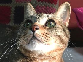 空き家の中で産まれた子猫　新しい家で相棒猫に出会う